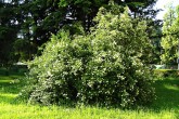 Ligustrum vulgare - during flowering