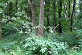 Ligustrum vulgare - as a filler tree in oak stands, where it forms the lower tier together with other trees