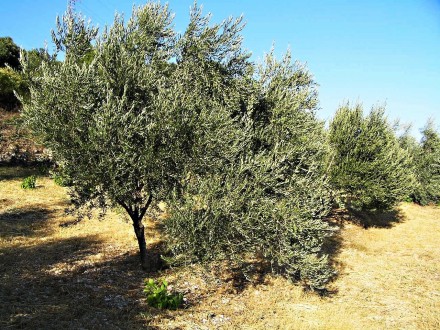 Olea europaea (Olive tree) - olive grove for olive production