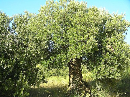 Olea europaea (Olive tree)