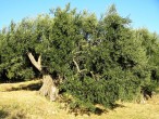 Olea europaea (Olive tree) - Kučište, Croatia