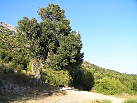 Olea europaea (Olive tree) - Kučište, Croatia