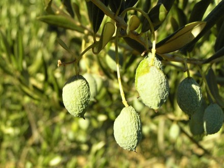 Olea europaea (Olive tree)