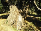 Olea europaea (Olive tree) - bork