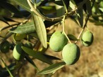 Olea europaea (Olive tree)