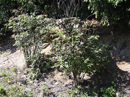 Sambucus racemosa (Red-berried elder) - on the edge of a dirt road (dry habitat)