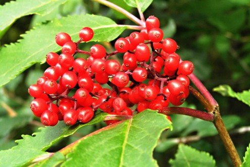 Sambucus racemosa (Red-berried elder)