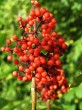Sambucus racemosa (Red-berried elder)