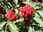Sambucus racemosa (Red-berried elder)