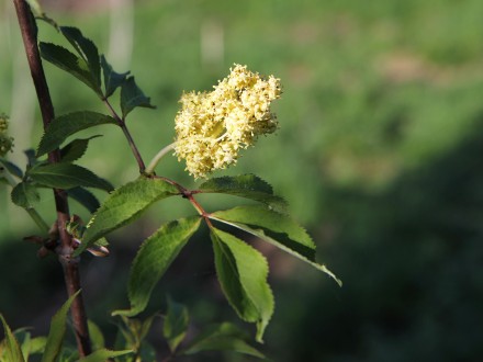 Sambucus racemosa (Red-berried elder)