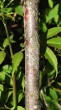 Sambucus racemosa (Red-berried elder) - bark