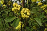 Sambucus racemosa (Red-berried elder)