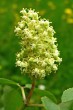 Sambucus racemosa (Red-berried elder)