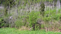 Sambucus racemosa (Red-berried elder) - on the edge of a forest affected by wind and subsequent bark beetle calamity