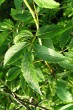 Sambucus racemosa (Red-berried elder)