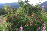 Sambucus racemosa (Red-berried elder)