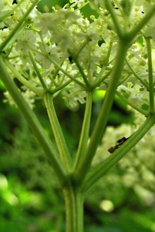 Sambucus nigra (Black elder) - base of the five-armed terminal apex