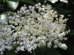 Sambucus nigra (Black elder)