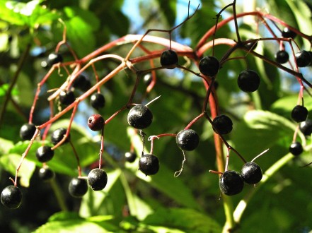 Sambucus nigra (Black elder)