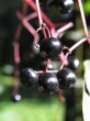 Sambucus nigra (Black elder)
