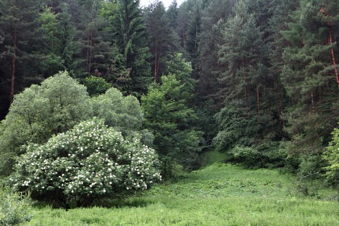 Sambucus nigra (Black elder) - in the shade of the mother plant