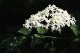 Sambucus nigra (Black elder)