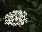 Sambucus nigra (Black elder)