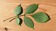 Sambucus nigra (Black elder) - underside