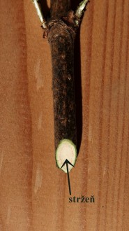 Sambucus nigra (Black elder) - stem
