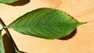 Sambucus nigra (Black elder) - single leaf (top side)