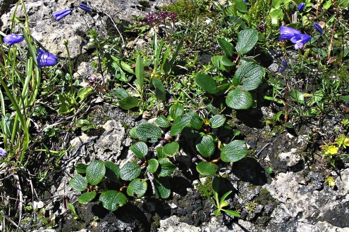(Salix reticulata) Reticulated willow - a typical environment for the occurrence of reticulated willow (carbonate substrate