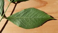 Sambucus nigra (Black elder) - single leaf (underside)