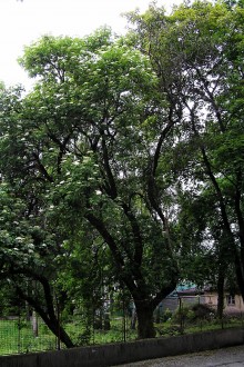 Sambucus nigra (Black elder) - as a lower tree