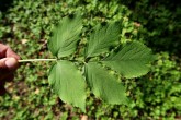 Sambucus nigra (Black elder) - compound leaf (upper side)