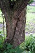 Sambucus nigra (Black elder) - bark