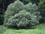 Sambucus nigra (Black elder) - in the background white willow (Salix alba)