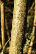 Viburnum opulus (Guelder-rose) - bark