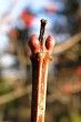Viburnum opulus (Guelder-rose) - terminal paired buds