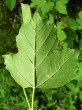Viburnum opulus (Guelder-rose) - underside