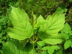 Viburnum opulus (Guelder-rose) - twig with leaves