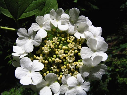 Viburnum opulus (Guelder-rose)