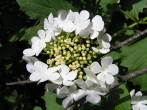Viburnum opulus (Guelder-rose)
