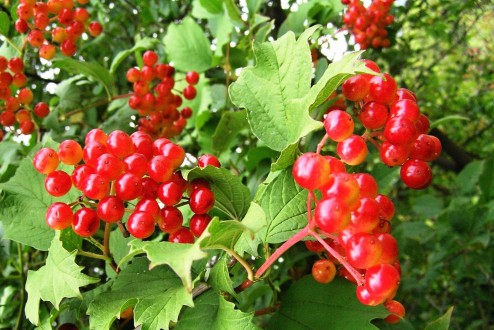 Viburnum opulus (Guelder-rose)