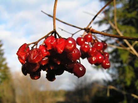 Viburnum opulus (Guelder-rose) - overripe drupes