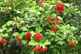 Viburnum opulus (Guelder-rose)