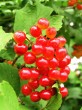 Viburnum opulus (Guelder-rose)
