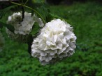 Viburnum opulus (Guelder-rose) - a full-flowered sterile form with spherical inflorescences