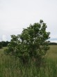 Viburnum opulus (Guelder-rose)