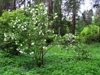 Viburnum opulus (Guelder-rose) - full-flowered sterile form with spherical inflorescences (Hrádok Arboretum)