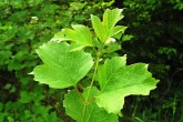 Viburnum opulus (Guelder-rose) - twig with leaves